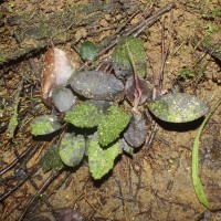 Cryptocoryne thwaitesii Schott